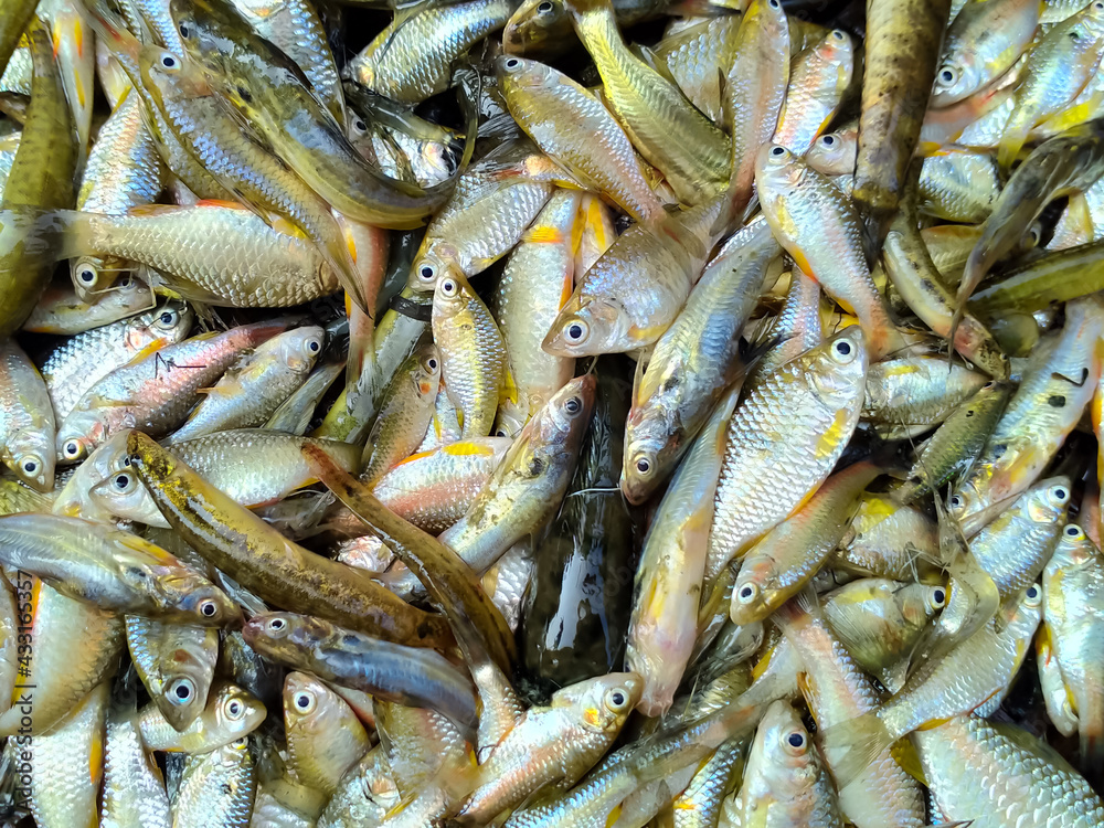 multiple small fishes on the basket, fresh fish in the market