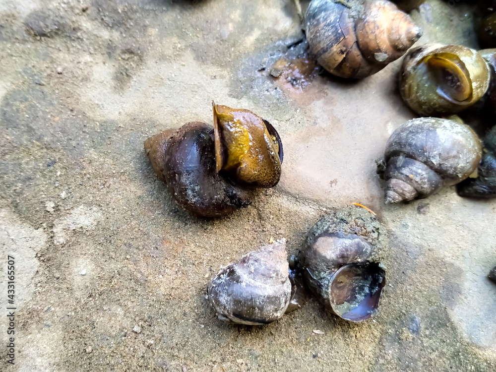 yellow snails run on the beach floor yellow snails run on the beach floor