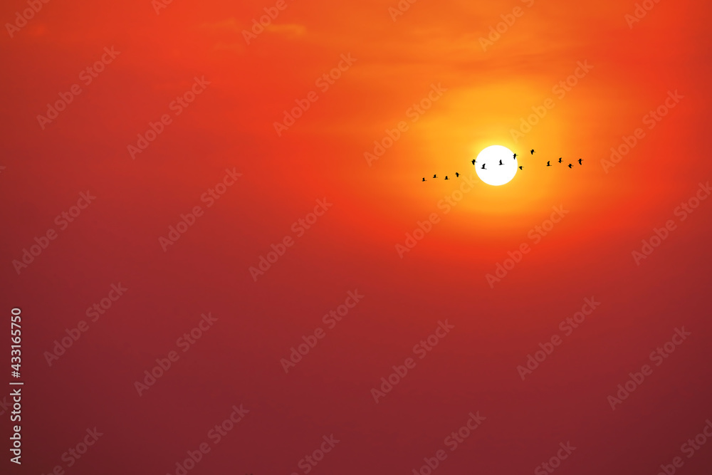 beautiful red yelllow sunset and silhouette of birds fly passing sun and orange sky