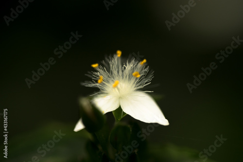 Flowers/Macro