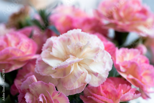 Flowers/Macro