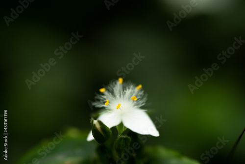 Flowers/Macro