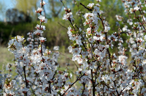 Cherry blossoms on a green background on a bright sunny day