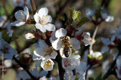 A bee on an apple tree flower