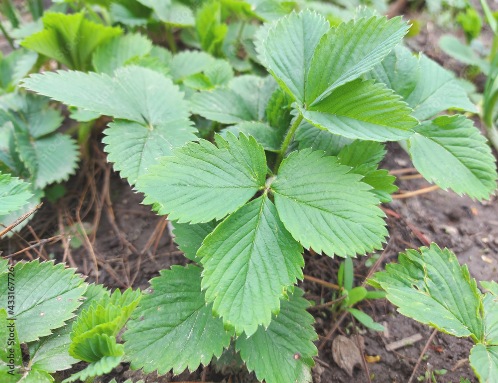 green leaves of strawberry grow in spring in the garden. gardening, nature, plants. green leaves of strawberry grow in spring in the garden. gardening, nature, plants.