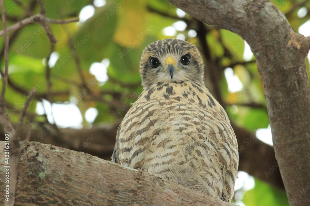 Fototapeta premium great horned owl