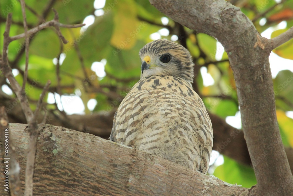 Fototapeta premium owl on a branch