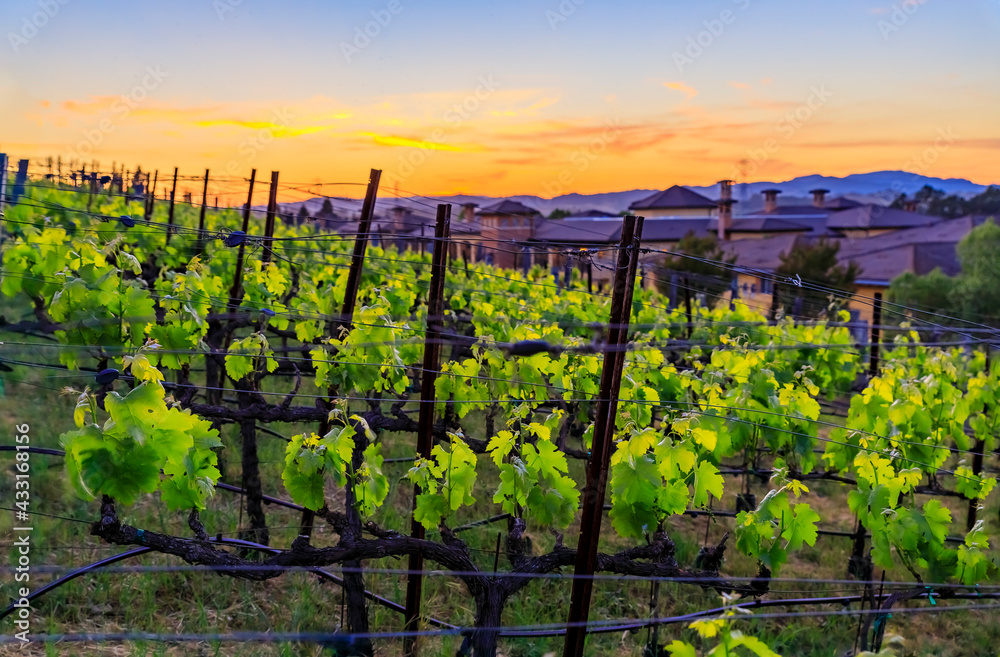 Close view of grape vines at sunset at a vineyard in the spring in Napa Valley, California, USA
