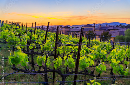 Obraz na płótnie Close view of grape vines at sunset at a vineyard in the spring in Napa Valley, California, USA w salonie