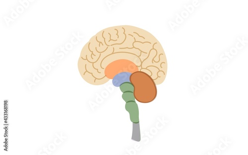 Illustration material of brain structure
