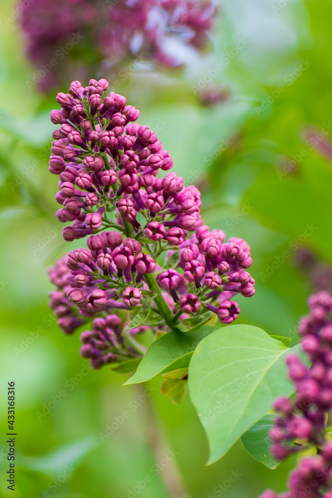 Unopened lilac bud on a background of green foliage, blurred background Unopened lilac bud on a background of green foliage, blurred background