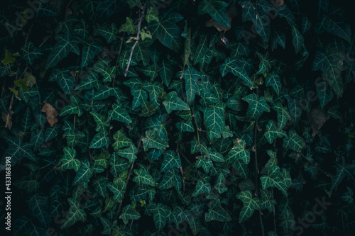 Background of dark green ivy leaves