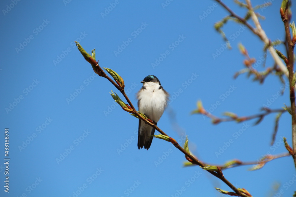 Tree Swallow In The Tree, Pylypow Wetlands, Edmonton, Alberta Tree Swallow In The Tree, Pylypow Wetlands, Edmonton, Alberta