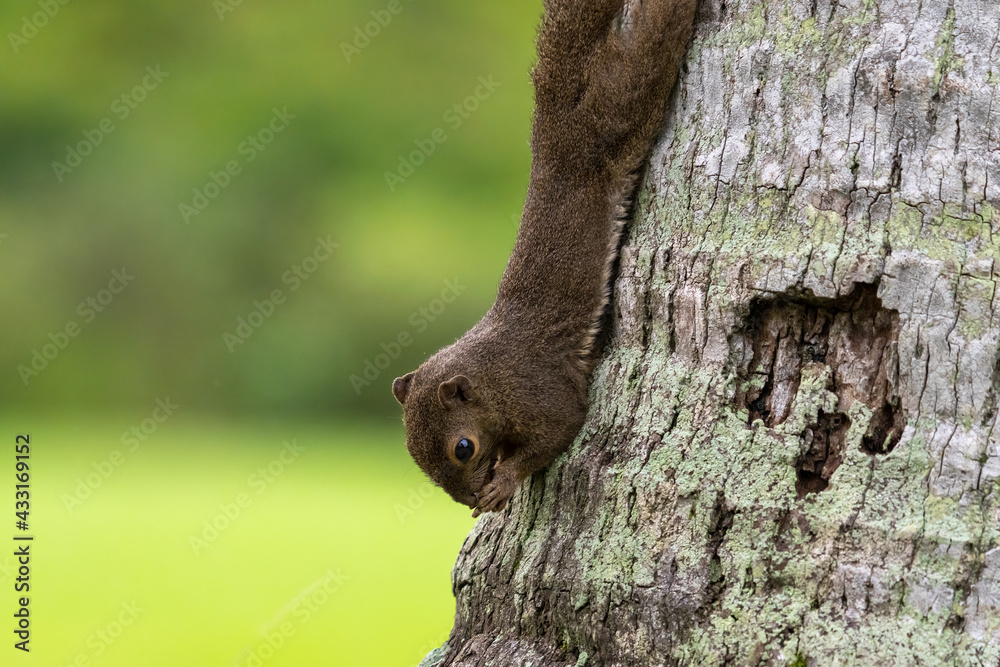 Obraz premium Close up image of Plantain squirrel on the tree.