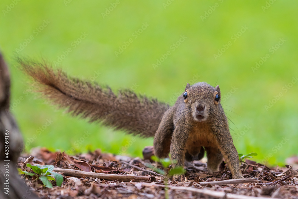 Close up image of Plantain squirrel - shot right in front Close up image of Plantain squirrel - shot right in front
