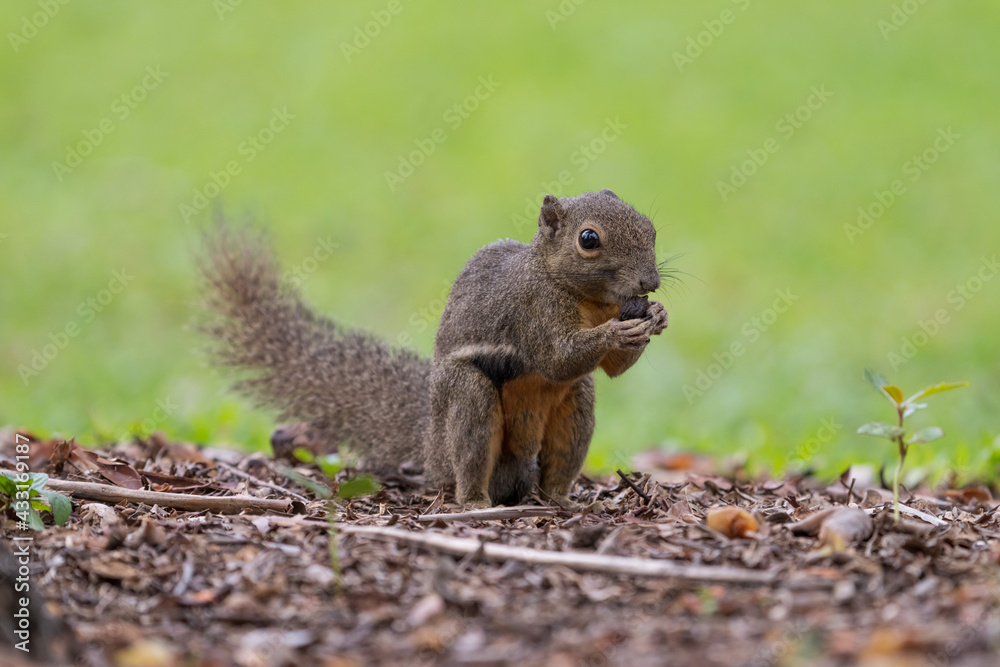 Close up image of Plantain squirrel eating nuts with green background. Close up image of Plantain squirrel eating nuts with green background.