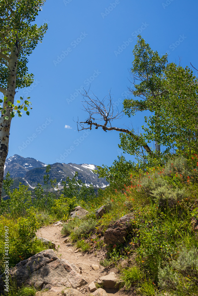 Bierstadt Lake Trail with blue sky and mountains in background in Rocky Mountain National Park, Colorado