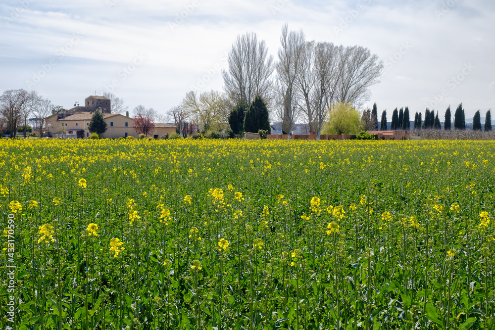 Yellow rapeseed field in bloom on a rural landscape