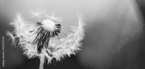 Closeup of white artistic dandelion with blurred dramatic dark background  artistic nature closeup. Spring summer meadow field banner background  soft sunlight. Freedom  inspire  peaceful and idyllic