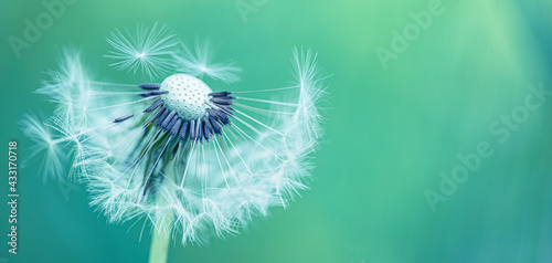 Artistic nature closeup  abstract dandelion macro  sunny soft blue green blurred background. Banner nature with beautiful light. Idyllic and relaxing floral. Springtime dandelion with soft sunlight 