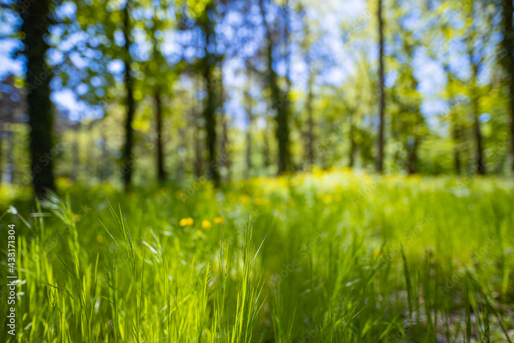 Spring summer field meadow. Soft sunset light with high grass and blurred bokeh forest meadow. Beautiful green summer forest. Spring background, colorful nature backdrop