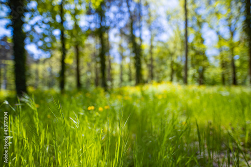 Spring summer field meadow. Soft sunset light with high grass and blurred bokeh forest meadow. Beautiful green summer forest. Spring background, colorful nature backdrop