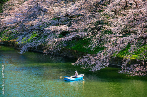 Cherry blossoms and a boat in Chidorigafuchi Moat, Chiyoda, Tokyo.