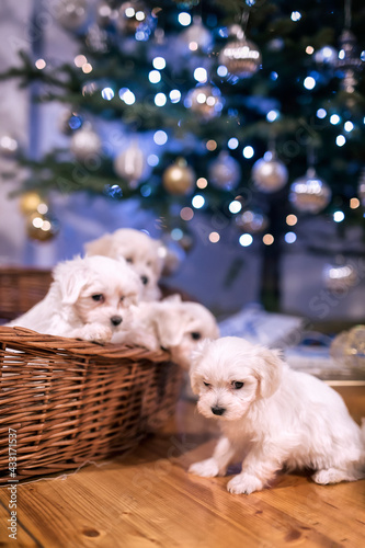 Malteser puppies under Christmass tree