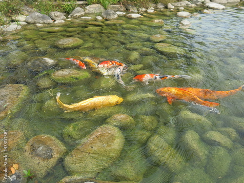 children are feeding many hungry and colorful koi in the pool for leisure time in sunny day outdoor activity close-up