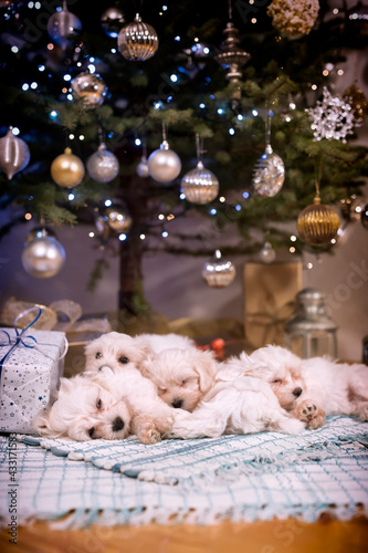 Malteser puppies under Christmass tree