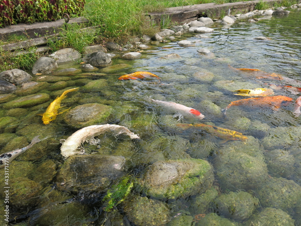 green water lily and colorful Cyprinus carpio are swimming in the koi pound design for Aisa gardening design style green water lily and colorful Cyprinus carpio are swimming in the koi pound design for Aisa gardening design style