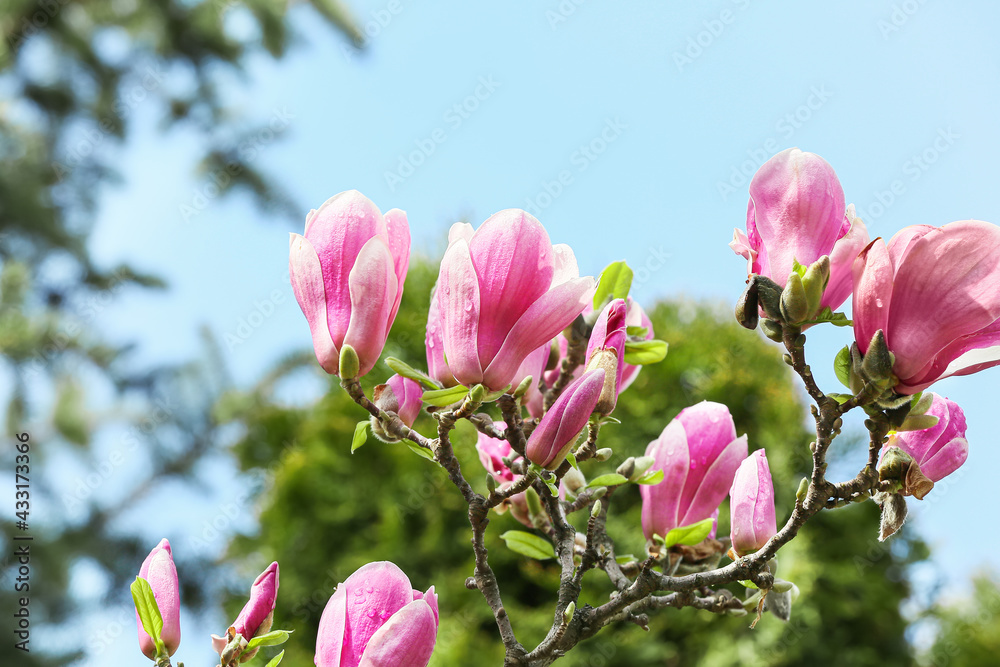 Obraz premium Blooming magnolia tree on sky background