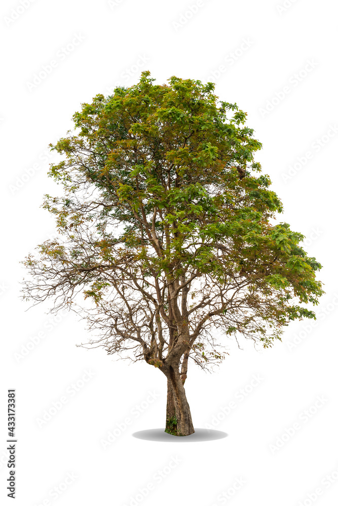 Green big tree isolated on white background. Nature object cutout for design. Ceylon oak ( Schleichera oleosa ) in tropical rainforest. life greenery leaves and trunk growth in spring Green big tree isolated on white background. Nature object cutout for design. Ceylon oak ( Schleichera oleosa ) in tropical rainforest. life greenery leaves and trunk growth in spring