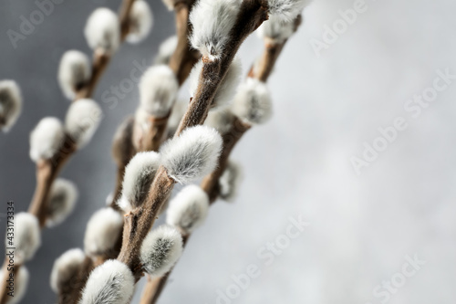 Willow branches on grey background