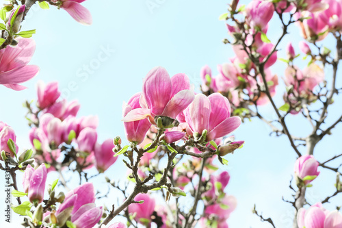 Blooming magnolia tree on sky background