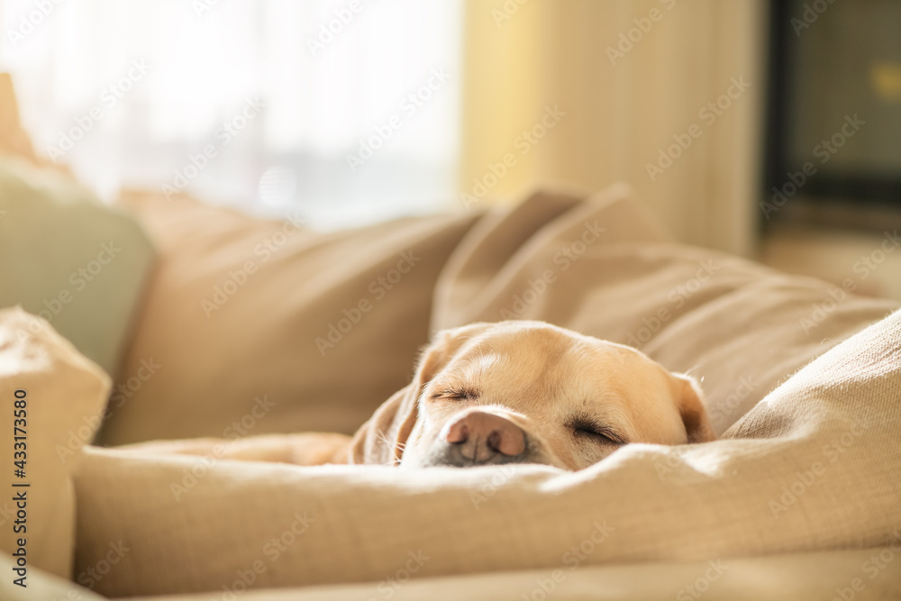 Portrait of cute Labrador dog sleeping on the couch Portrait of cute Labrador dog sleeping on the couch