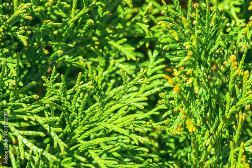 natural background  texture. green cypress close up