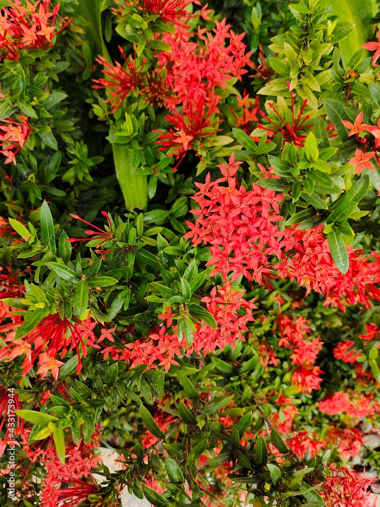 Naklejka premium red leaves