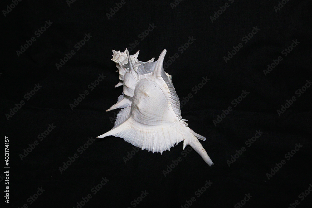 custom made wallpaper toronto digitalAmazing sea shell shape.