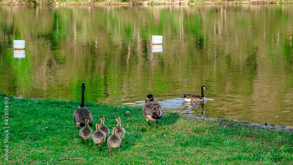Gaggle of geese with baby goslings in Arkansas Gaggle of geese with baby goslings in Arkansas