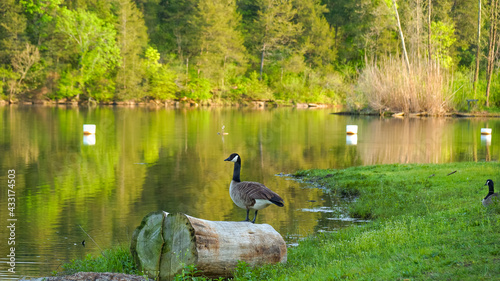 Φωτογραφία Gaggle of geese with baby goslings in Arkansas
