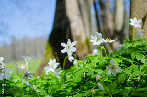 white snowdrops in the forest