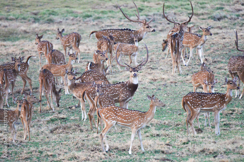 Fototapeta Naklejka Na Ścianę i Meble -  Deer