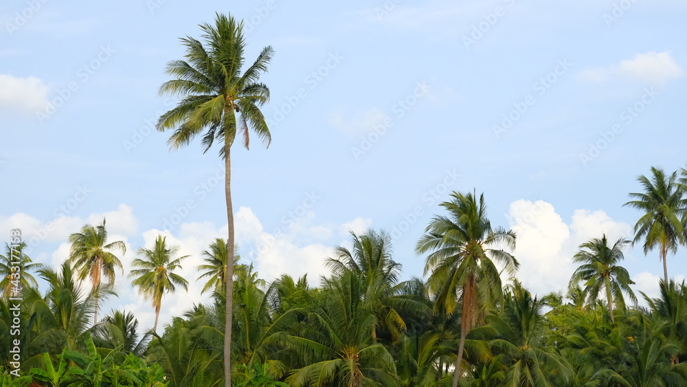 Coconut trees in the garden with blue sky as background.