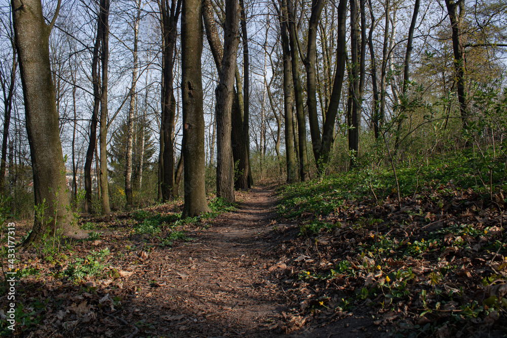 Fototapeta premium trail in the spring forest 