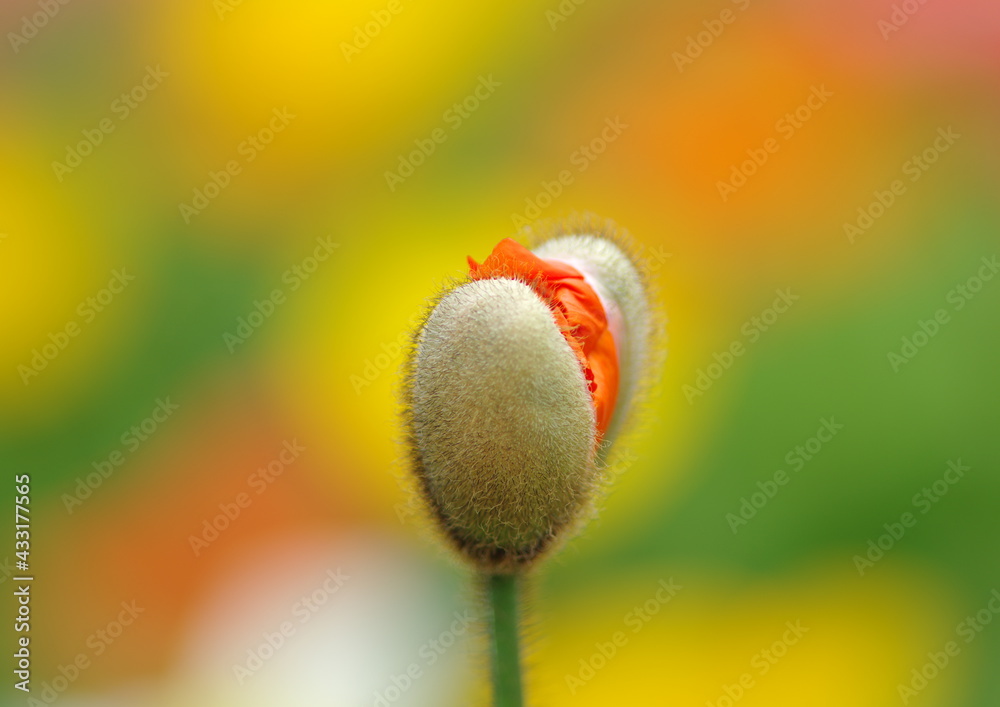 ポピー蕾 Stock 写真 | Adobe Stock