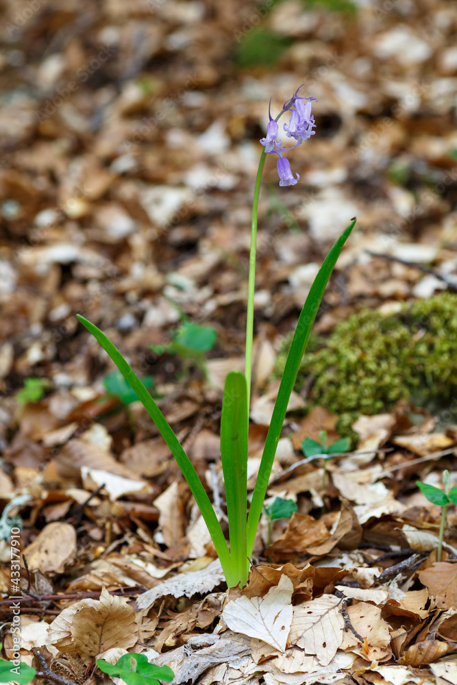 Hyacinthoides non-scripta. Wild hyacinth with flowers in a beech forest. Hyacinthoides non-scripta. Wild hyacinth with flowers in a beech forest.