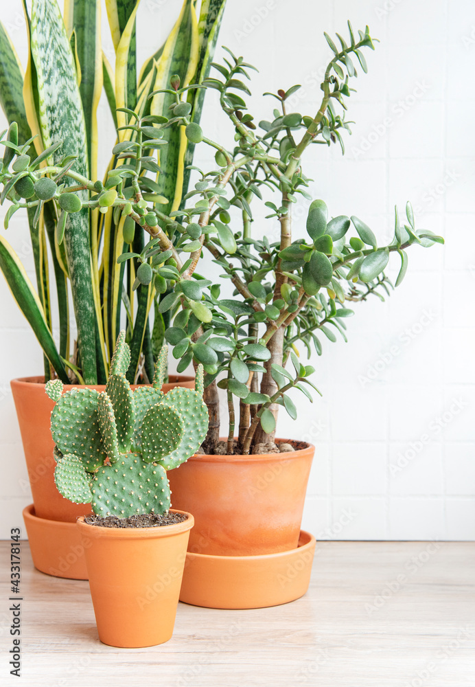 Cactus, sansevieria, krasula, house plants Cactus, sansevieria, krasula, house plants