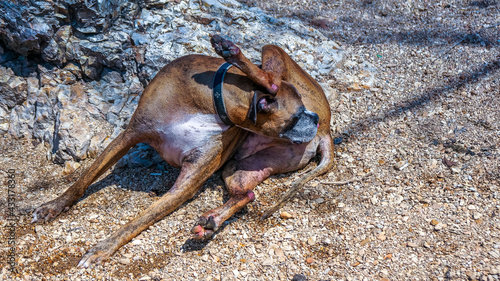 Fotografie Dog lays on rocks and cleans fur
