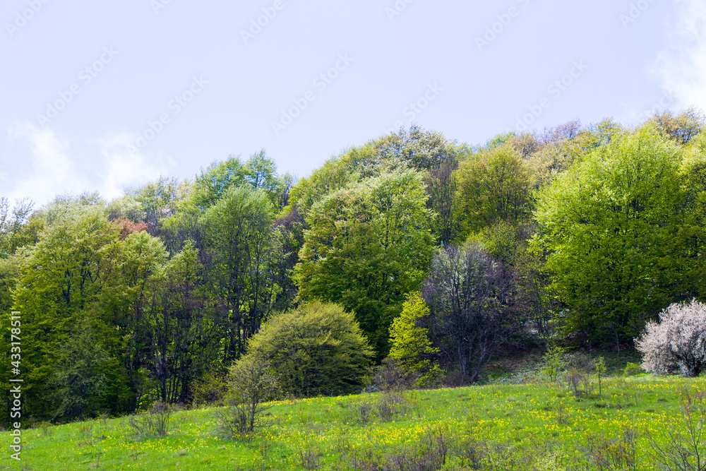 Springtime forest landscape in the mountain of Georgia